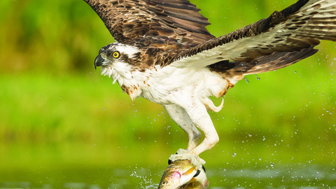 An osprey, a large bird of prey with white body and mottled brown wings, in flight. The osprey is just above the surface of a lake, holding a large fish in it's talons. There are small droplets of water suspended mid air falling from it's wings, and a small splash in the lake below.