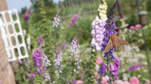 A garden with many bright colourful plants, pink and purple foxgloves, and large roses. On one plant sits an elephant hawk moth, a large olive yellow and pink striped moth.
