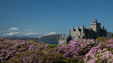 Invasive flowering plants, backdrop of mountains, a lake and a large house
