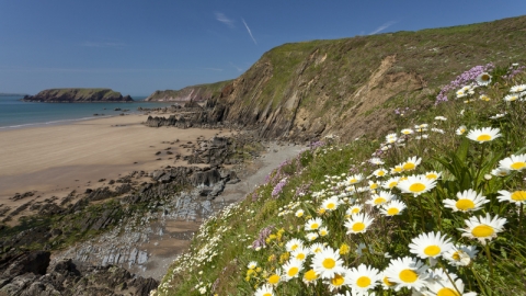 Daisies on a cliff overlooking the sea