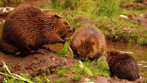 Beaver family - Jeremy Usher Smith
