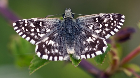 A grizzled skipper, a black and white patterned butterfly. With a furry, slightly blue and grey tinted body, and black and white stripped antennae. Sat on a plant with deep green leaves and dark almost black branches.