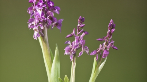 Early Purple Orchid - (c) Guy Edwardes/2020VISION