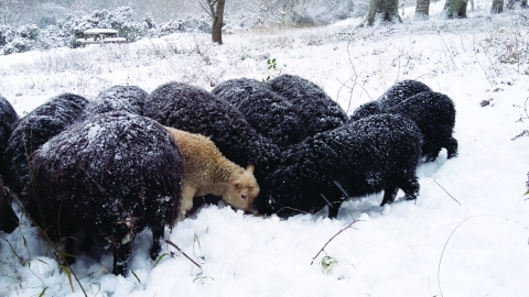 Hebridean sheep