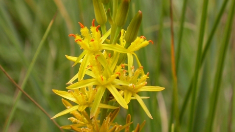 Bog Asphodel