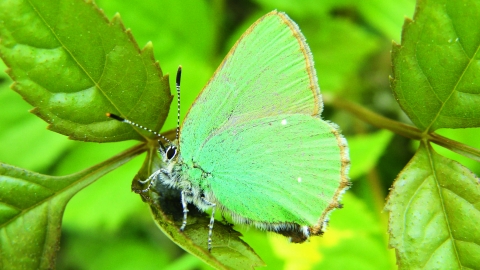 Green hairstreak