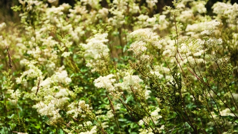 Meadowsweet