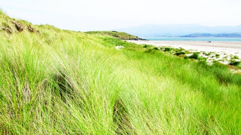 Morfa Bychan Nature Reserve