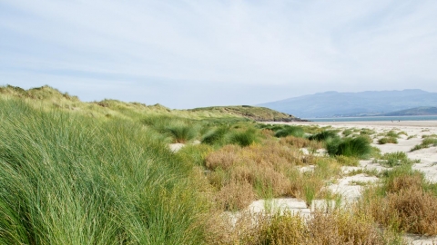 Morfa Bychan Nature Reserve