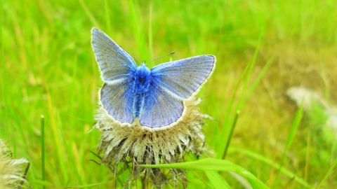 Silver studded blue butterfly