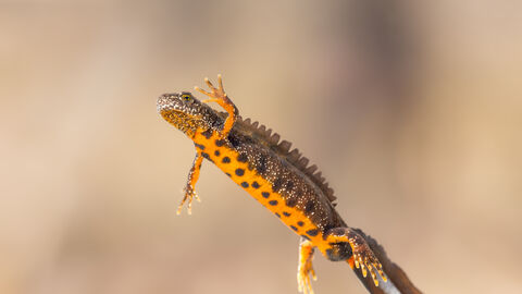 A great crested newt, an amphibian with dark brown slightly mottled skin, bright orange belly with brown spots, and tiny white dots on it's side, limbs and face. It has a long flat tail that appears to be in 3 parts horizontally, and a crest all the way along it's back looking almost like a very small jagged fin. This particular newt is floating in water with it's left side and belly facing the camera and left arm raised as though waving.