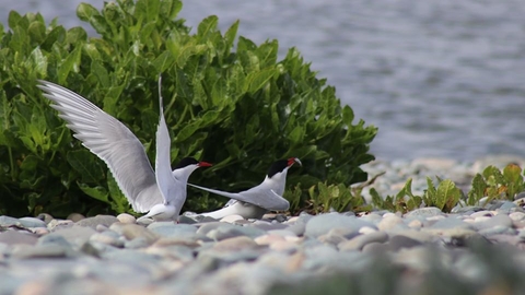 Arctic terns display together as part of courtship