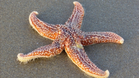 Starfish