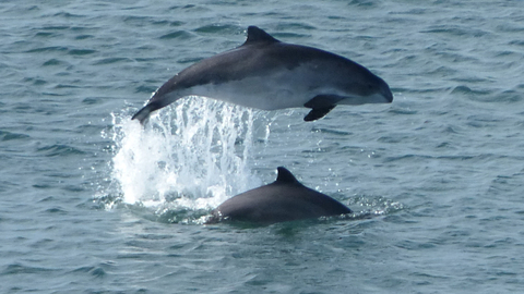 Porpoise pair