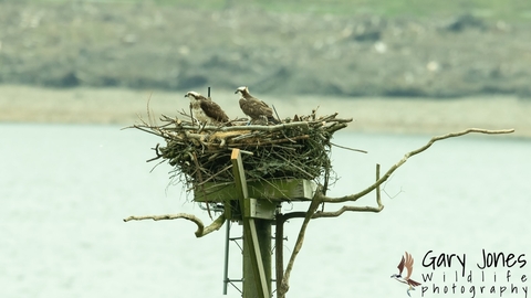 Osprey on the nest at Llyn brenig © Gary Jones