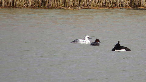 Smew pair (with tufted duck)