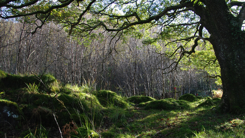 Coed Crafnant