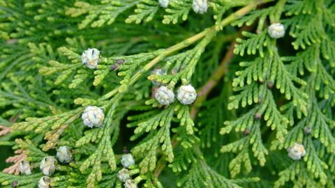 Leyland cypress