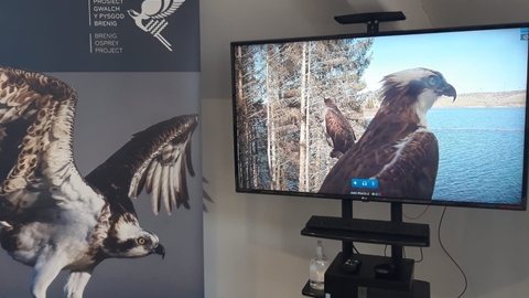Osprey Camera at Brenig