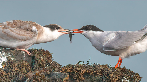 An arctic tern, a sea bird with bright red legs and beak, and a black cap on a white body, with grey wing feathers. It is stood on a seaweed covered rock, and passing a sand eel in it's beak, to a chick almost the same size as it, but without the distinct colouring of the adult.