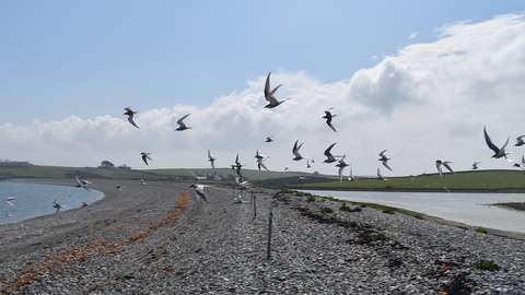 A group of terns, black and white seabirds, flying from the lagoon and their breeding islands on the right across the shingle ridge with a rope cordon, towards the sea on the left. Green hills and blue sky with large white clouds in the background.