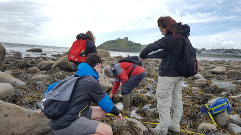 Shoresearch intertidal survey Criccieth