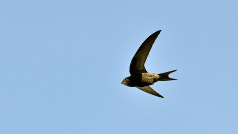 A swift in flight