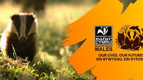 Left: a badger at dusk. Right: text reads 'Stand for nature Wales, Sefyll dros natur Cymru. Our lives, our futures, our planet. Ein bywydau, ein dyfodol, ein planed'. with badger logo and Wildlife trusts wales badger logo.