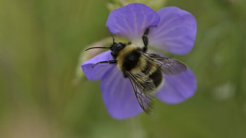 A garden bumblebee, with classic fluffy black and yellow stripped body, it's wings folded along it's back look like stained glass with black veining. Sitting on a bright blue-violet flower with 5 petals, with small paler veins, that is just bigger than the bee itself. The background is a vibrant green of blurred vegetation.