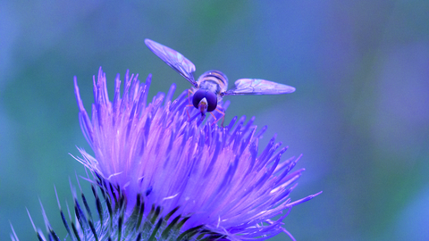 Hoverfly on thistle