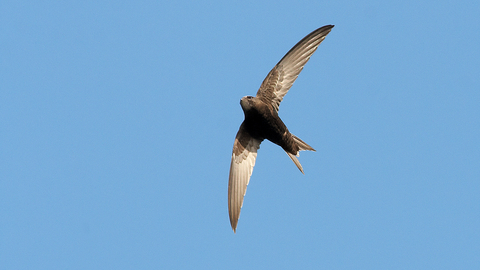 A swift, a small-ish bird with all over black/ dark brown feathers, some fading to a paler brown on the underside, and a pale patch just below the beak. The wings have a distinctive scythe like shape and it's tail is a short V. The bird is shot from underneath, with it's wings tilted just slightly to the right of a vertical line, against a background of a bright blue sky.