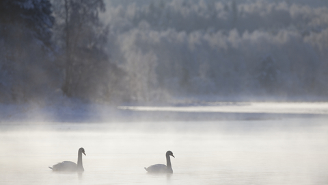Swans