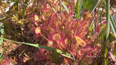 Sundew