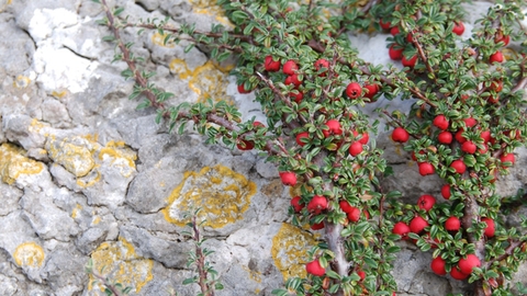 A close up of cotoneaster on a rock. A woody plant, with lot of tiny dark green leaves and bright red berries.
