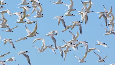 A close up of a large group of sandwich terns, seabirds with white bodies and black cap and beaks. The birds are all in mid flight, from left to right of screen, against a pale blue clear sky.