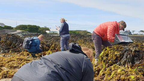 A group of 4 volunteers on a beach of large rocks covered in different seaweeds. 2 are bent down looking closely at the ground, the other 2 are using digital recording equipment, and water proof casing for writing down survey results on paper.