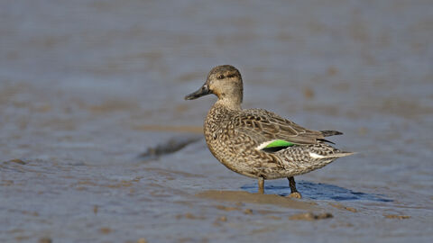 A female teal, a small type of duck with a distinctive bright green wing patch visible through the mottled brown feathers. It is walking across a muddy wetland.