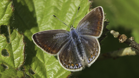 A female common blue butterfly, sat on a plant with wings spread open. With a blue body, brown wings with orange and blue spots around the edges, and black and white striped antennae. 