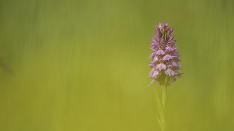 A common spotted orchid. It's a tall tower of bright pink flowers, growing from a sturdy green stem