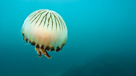 A Compass Jellyfish, a white/ cream domed body, with dark brown radial stripes branching out from it's centre. It has dark brown spots along the bottom of the dome, and two tentacles just sticking out below. It is floating in a deep aqua blue sea, with rocky and sandy areas just emerging from the water behind it.