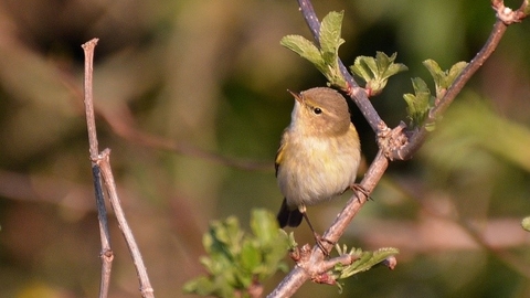 Photo of a chiffchaff on a small upright branch. 