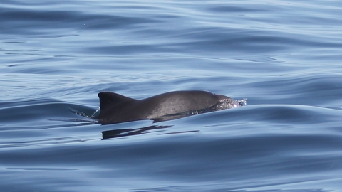 A Harbour Porpoise, with it's head and dorsal fin just poking up above ripples in the sea.