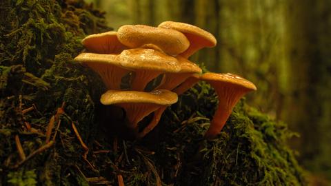 A yellow- orange trumpet shaped fungi growing in a cluster. Growing out from a vertical wall of vegetation. The green of the surrounding moss and trees is also tinted orange in pre-dusk light.
