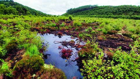 A small pool in a wet landscape, with lots of different vegetation in shades of green and red. Damp soil is visible between the plants, and there are small wooded hills in the background.