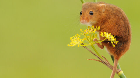 harvest mouse