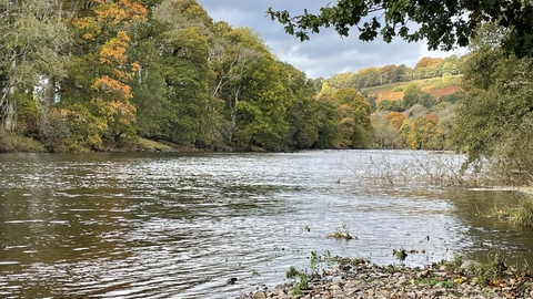 A calm wide river, with a stony bank and overhanging trees. On the far side are trees of all shades of green and some yellows of the start of autumn.
