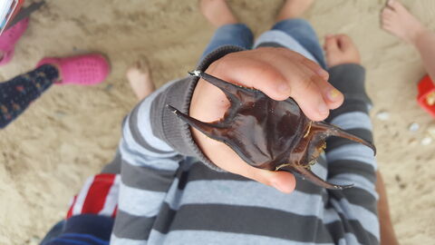 finding eggcases Rhosneigr pop-up Aug16.jpg