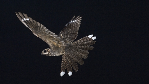 A male nightjar in flight, against the black background of night. A nocturnal bird with distinctive features, it has bark like feathers, large eyes, and a very wide mouth. It's tail feathers are spread showing white patches on the ends, and near the tips of it's wings which identify it as male.