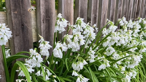 Delicate white flowers, with long thin leaf blades, escaping through a wooden fence to grow outside a garden.
