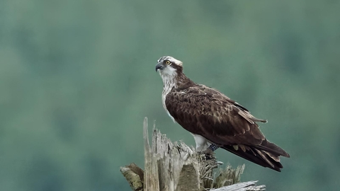 Osprey